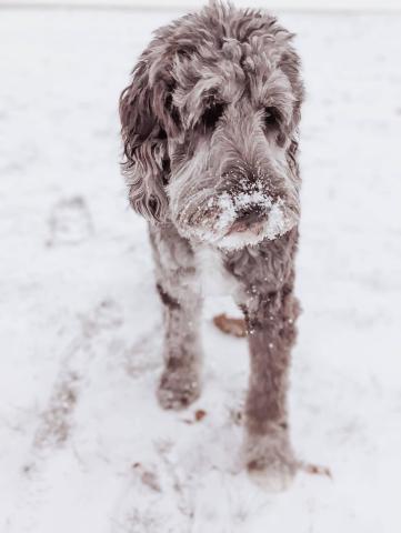 dog_in_snow